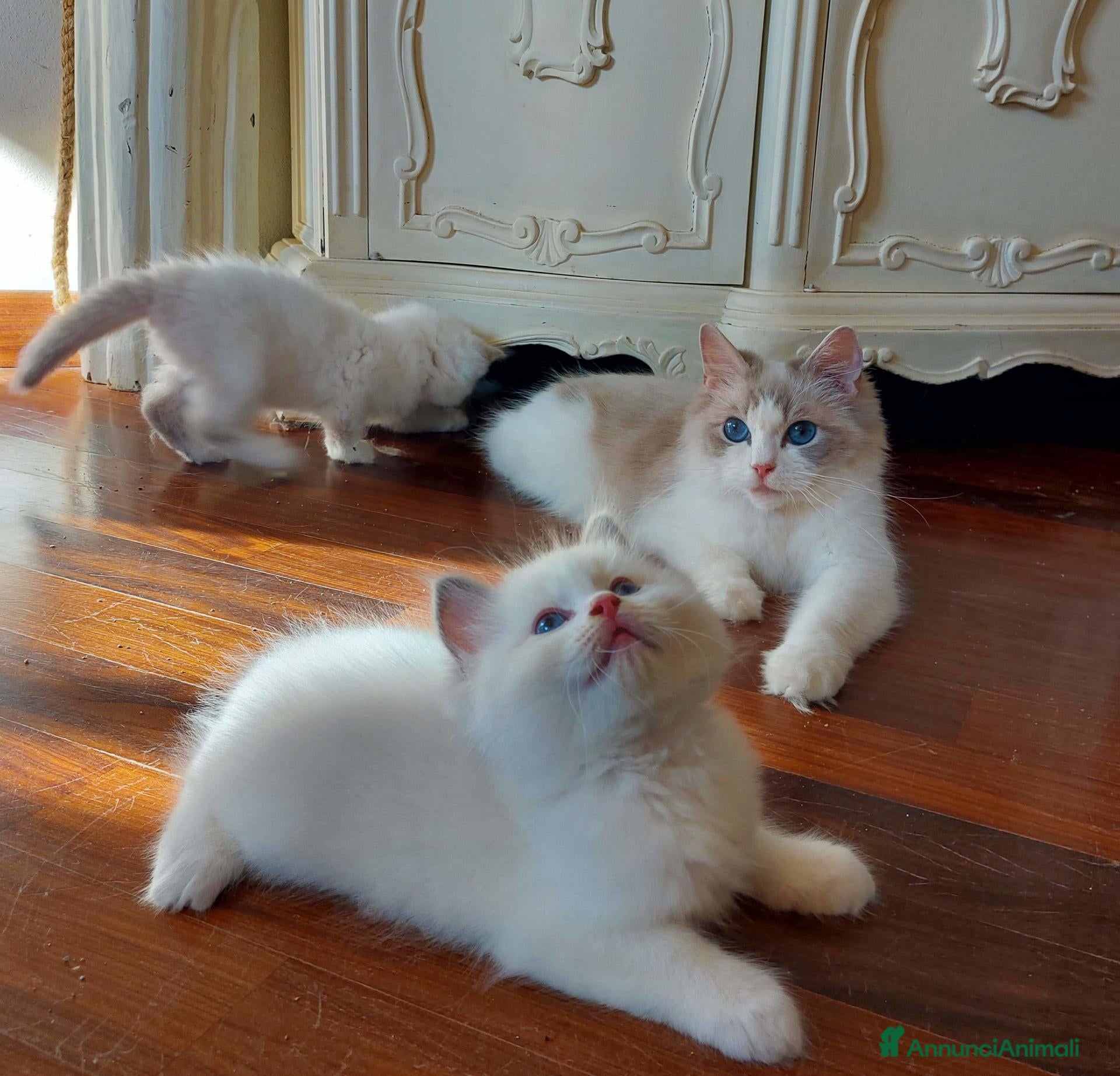 Ragdoll gatti Ultimi gattini RAGDOLL con pedigree - Annuncio 6