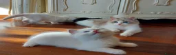 Ragdoll gatti in vendita: Ultimi gattini RAGDOLL con pedigree - Annuncio 1