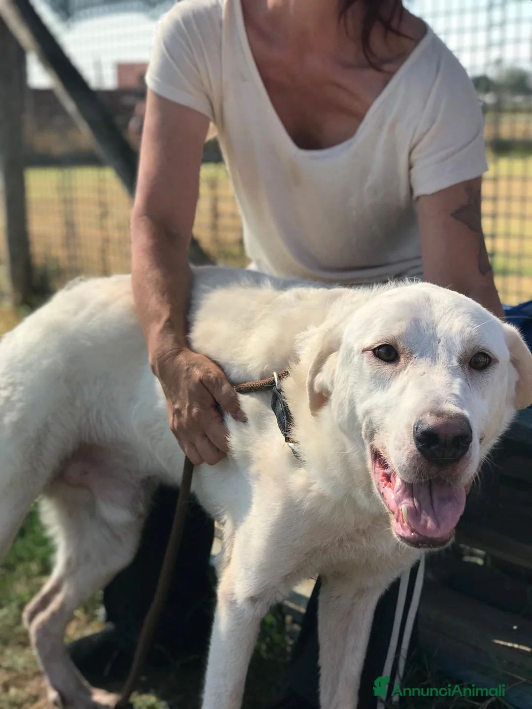 Labrador cani in regalo: Boston , simil labrador dagli occhi dolcissimi  a Provincia di Latina - Annuncio 7