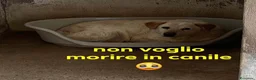 Meticcio cani in regalo: CASPER bravo ed equilibrato - Annuncio 2