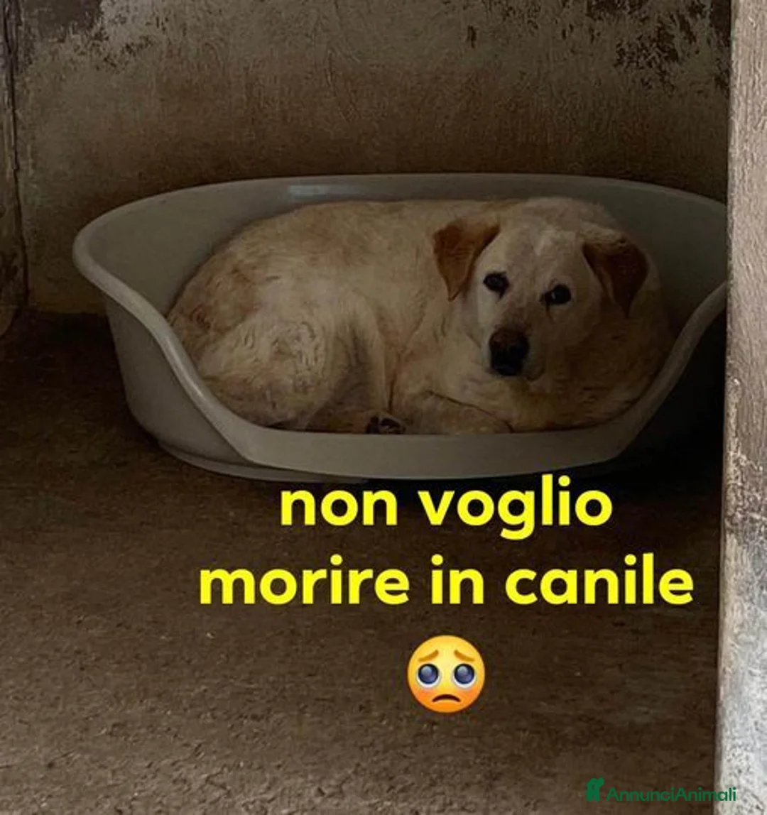 Meticcio cani in regalo: CASPER bravo ed equilibrato - Annuncio 2
