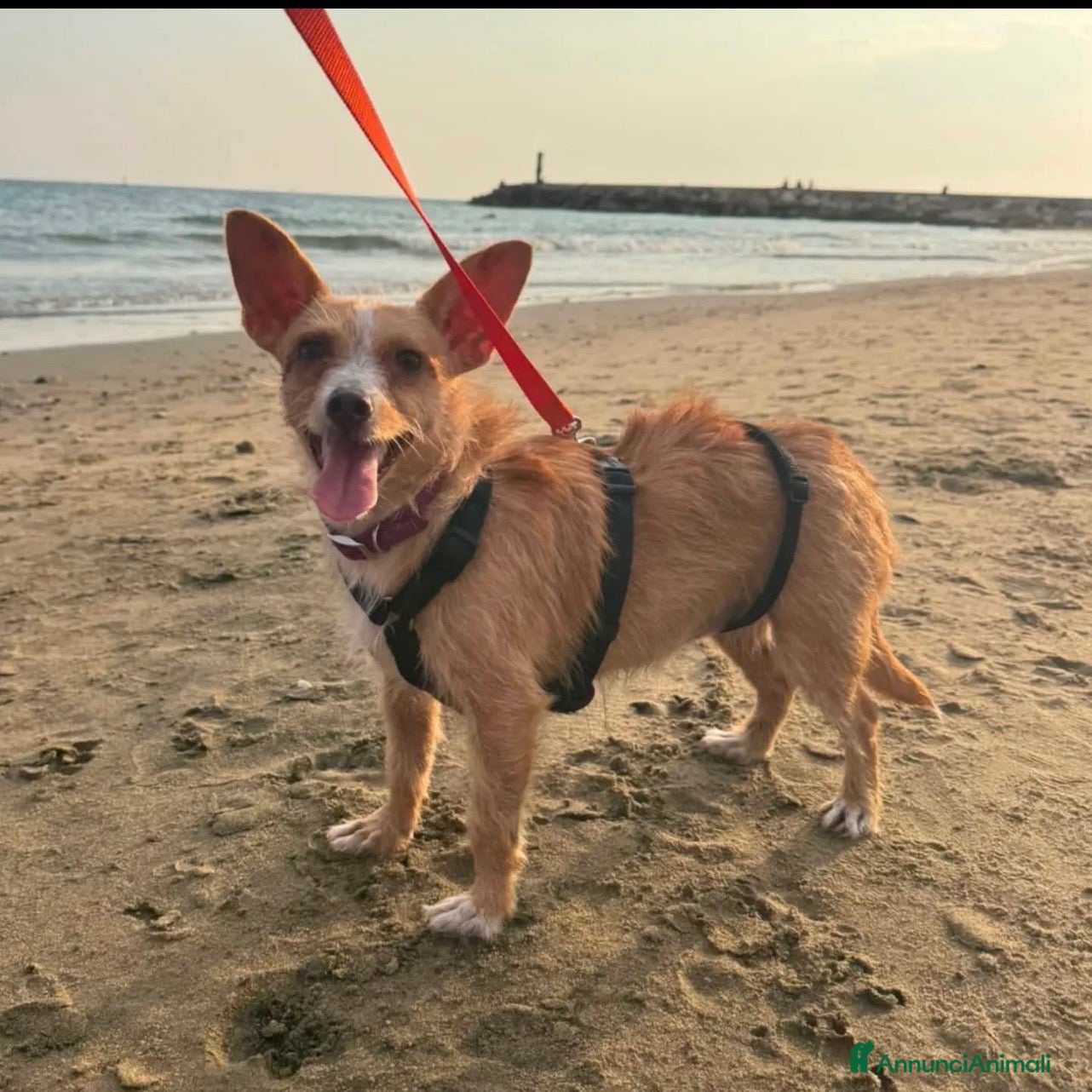 Meticcio cani Agata 5 kg di dolcezza  - Annuncio 13