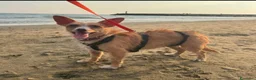 Meticcio cani in regalo: Agata 5 kg di dolcezza  - Annuncio 1