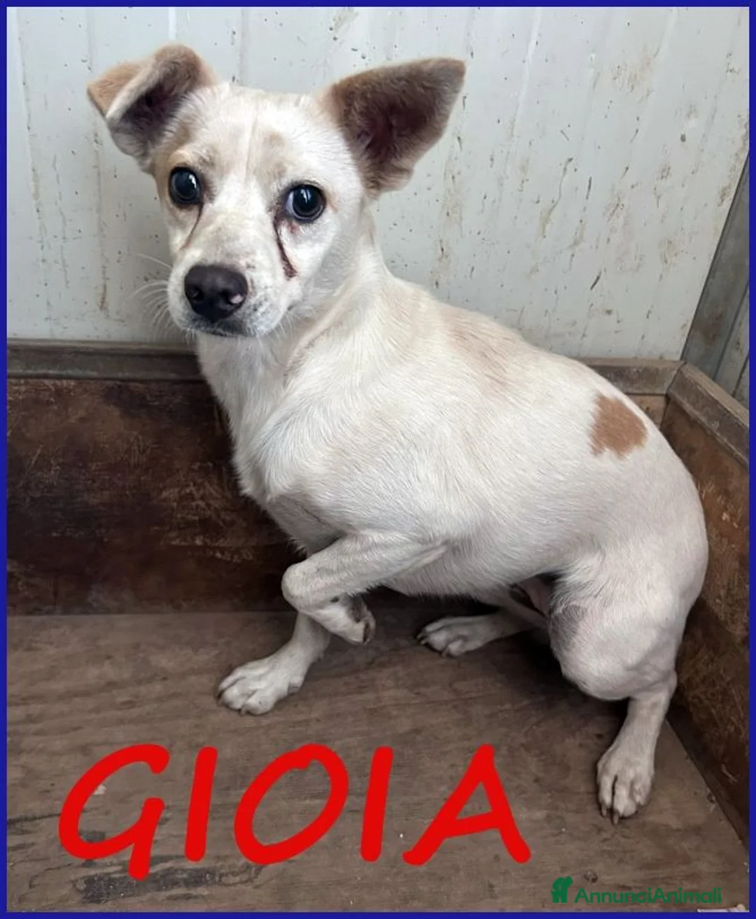 Meticcio cani in regalo: GIOIA giovane timidina - 8kg a Città metropolitana di Milano - Annuncio 1