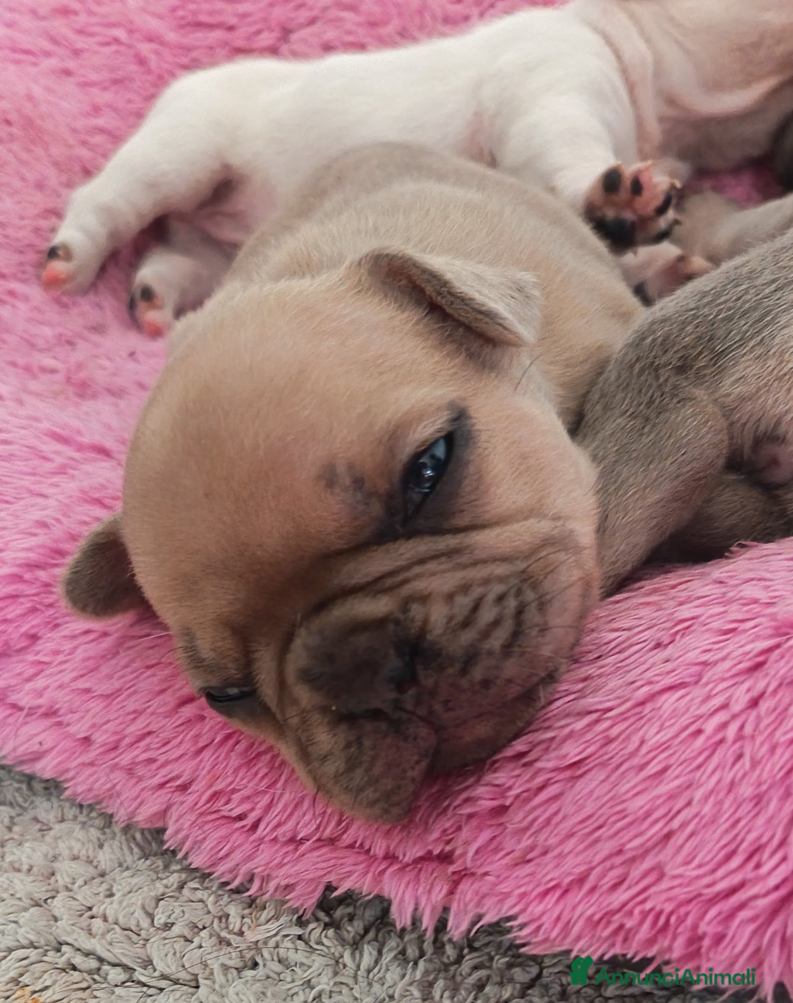 Bulldog Francese cani Bulldog francese - Annuncio 2