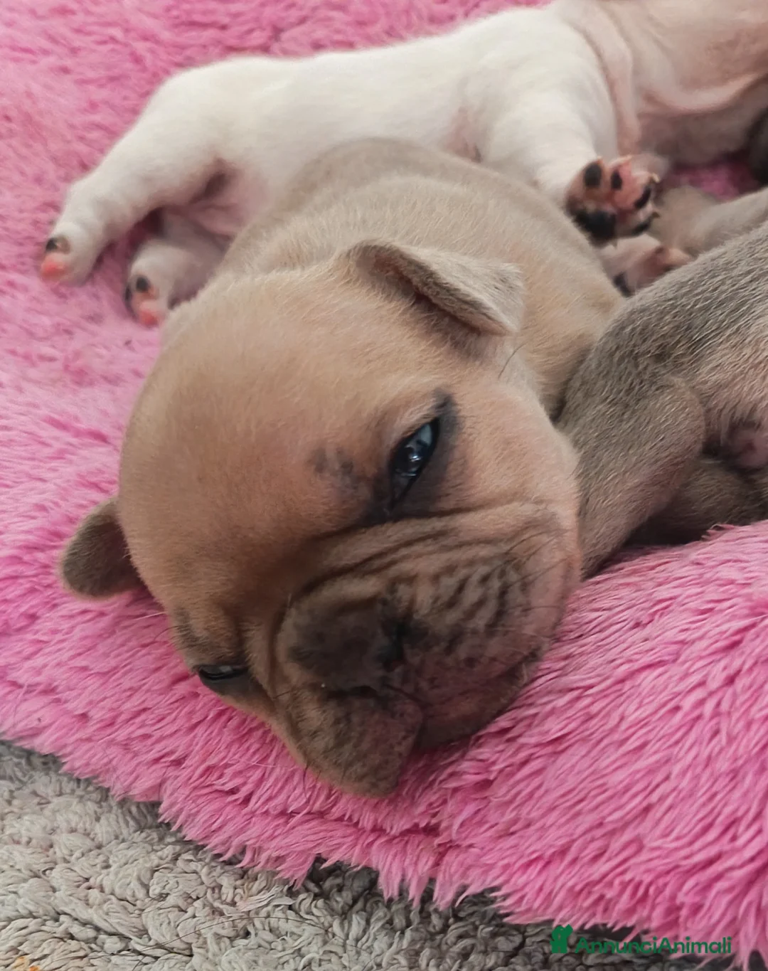 Bulldog Francese cani in vendita: Bulldog francese - Annuncio 1
