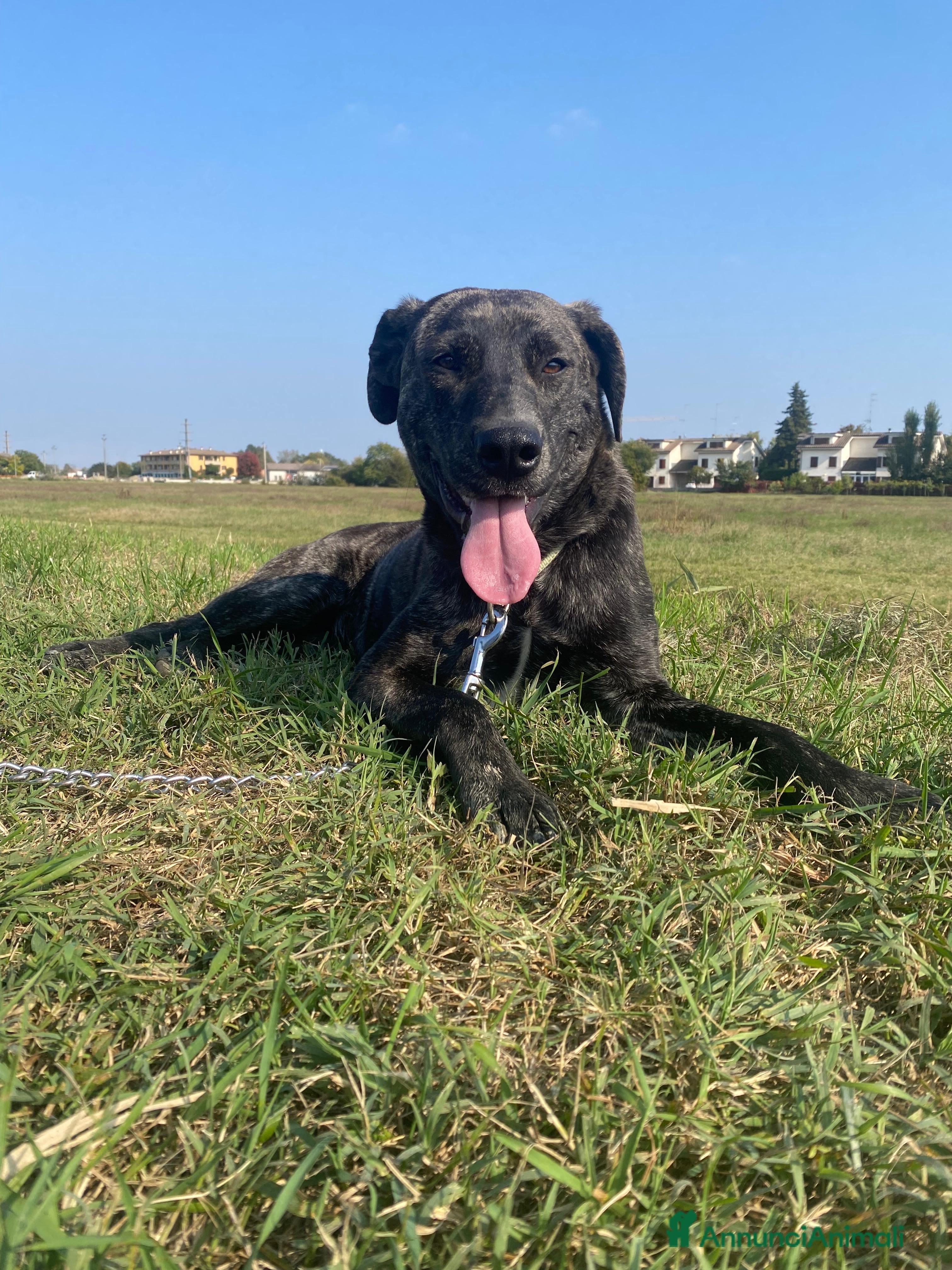 Meticcio cani Dolce cucciola cerca casa amorevole - Annuncio 1