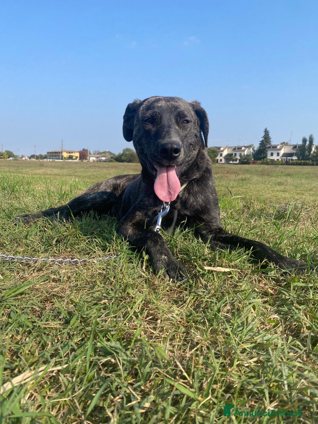 Meticcio cani in regalo: Dolce cucciola cerca casa amorevole - Annuncio 1
