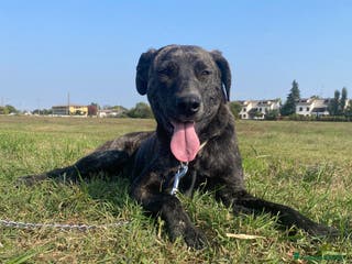 Meticcio cani Dolce cucciola cerca casa amorevole - Annuncio 26