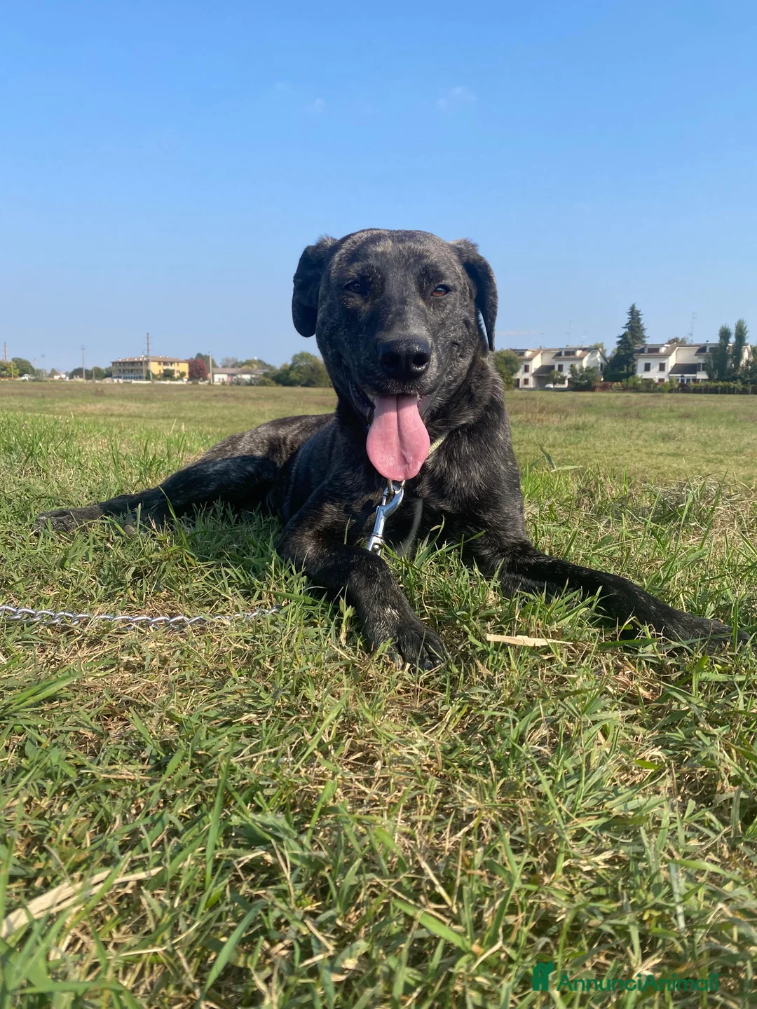 Meticcio cani in regalo: Dolce cucciola cerca casa amorevole - Annuncio 1
