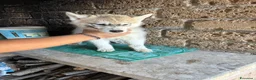 Husky cani in vendita: cuccioli di husky  - Annuncio 4