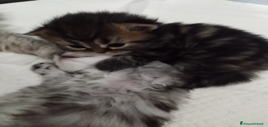 Immagine della galleria {{count}}