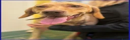 Meticcio cani in regalo: BAGIGIO splendido cucciolone a Città metropolitana di Milano - Annuncio 3