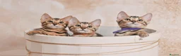 Bengala gatti in vendita: Cuccioli Bengala Jangaleecats - Annuncio 1