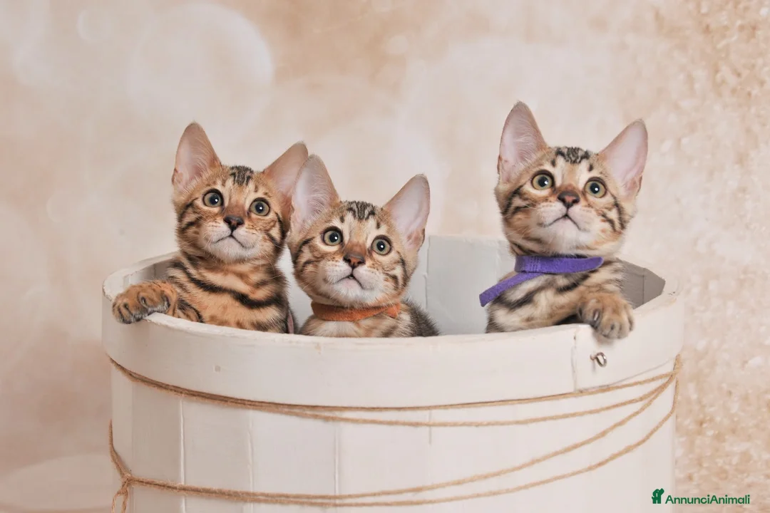 Bengala gatti in vendita: Cuccioli Bengala Jangaleecats - Annuncio 1