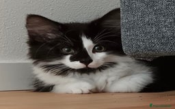 Siberiano gatti in vendita: Gatti cuccioli Siberiani ipoallergenici a Provincia di Forlì-Cesena - Immagine 5