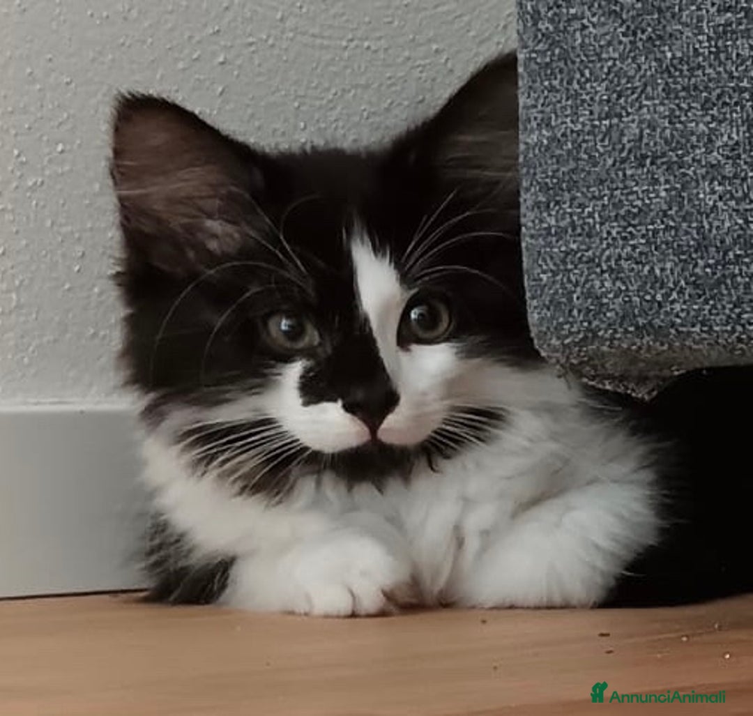 Siberiano gatti in vendita: Gatti cuccioli Siberiani ipoallergenici a Provincia di Forlì-Cesena - Immagine 5
