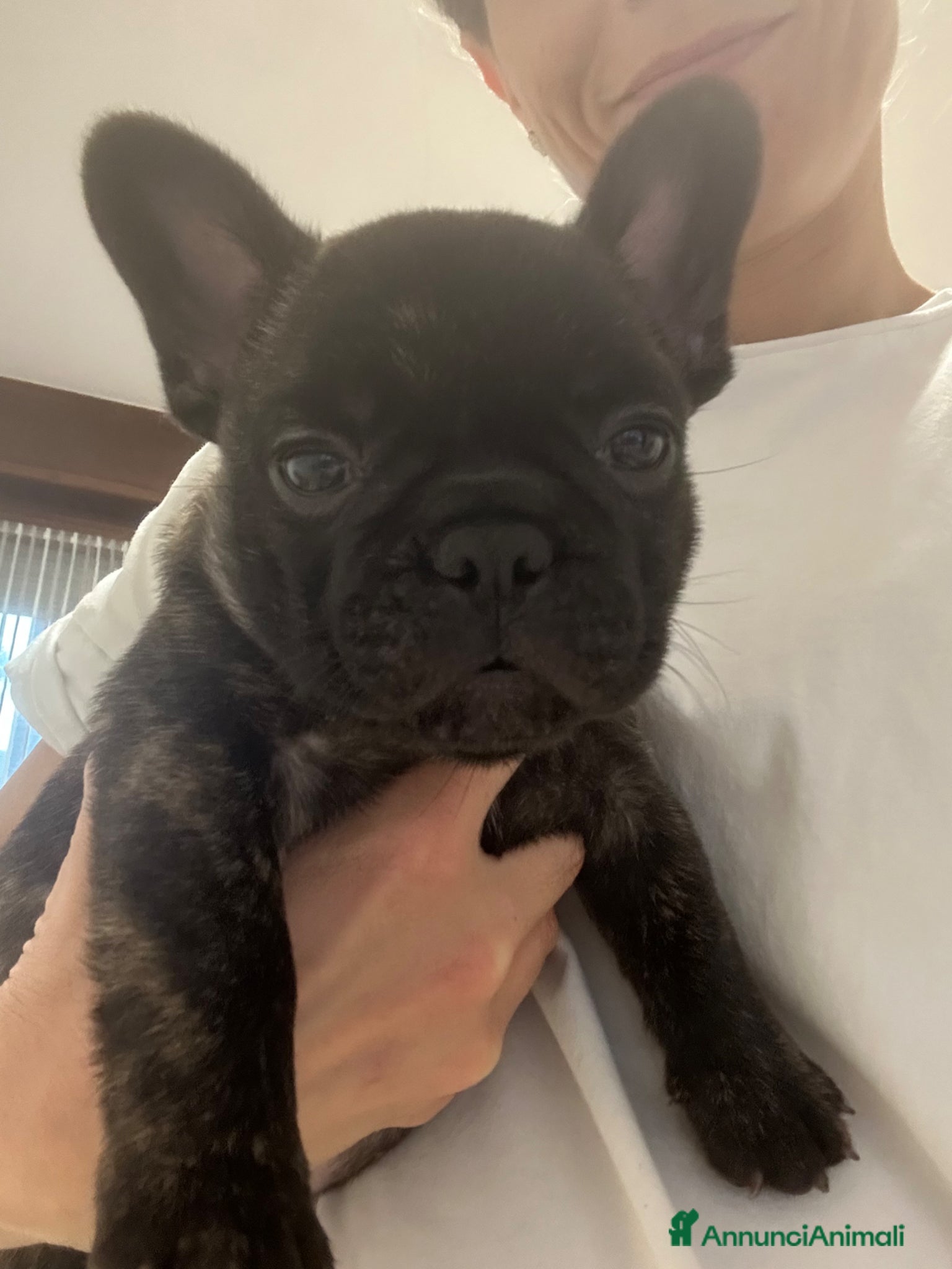 Bulldog Francese cani in vendita: Cucciolo bulldog francese  - Annuncio 11
