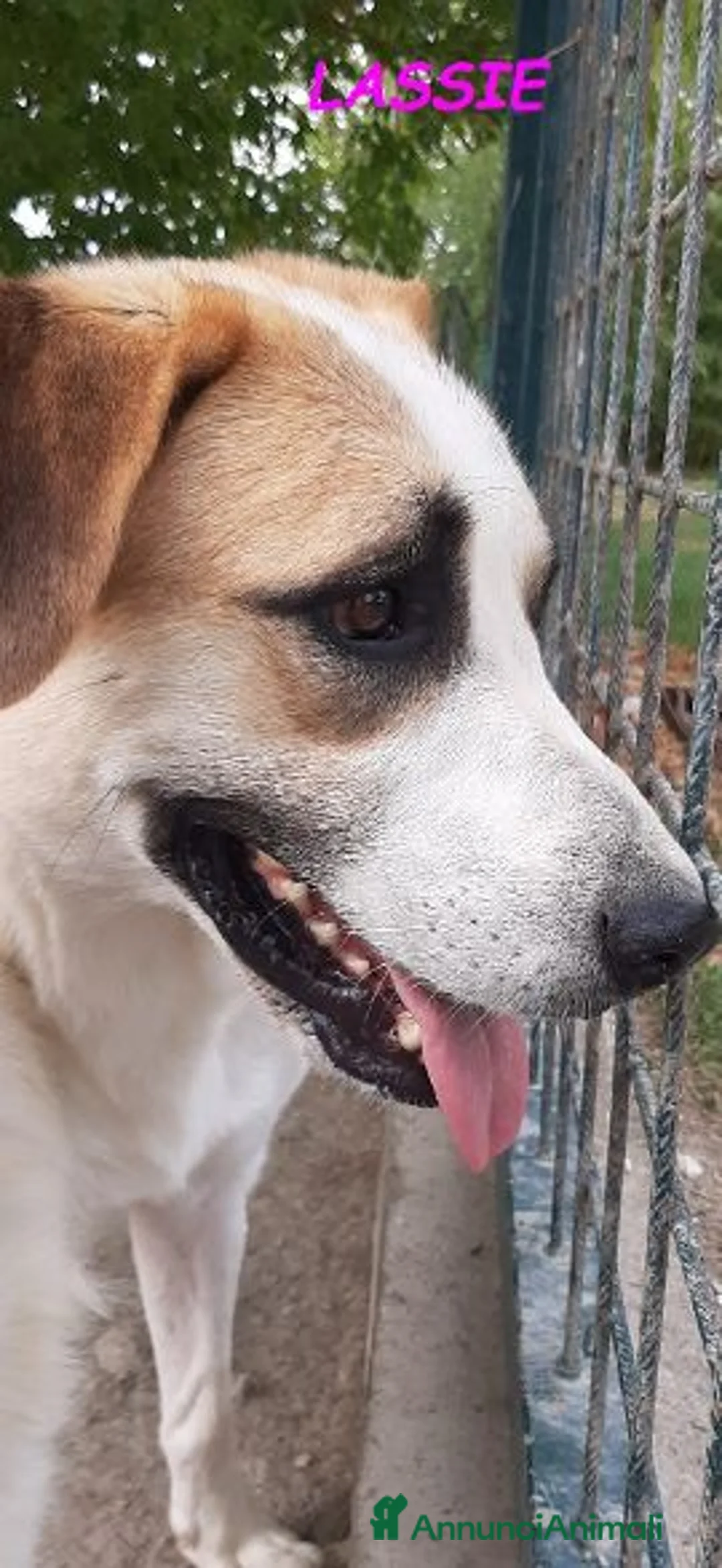 Meticcio cani in regalo: LASSIE buona con tutti! a Città Metropolitana di Firenze - Annuncio 1