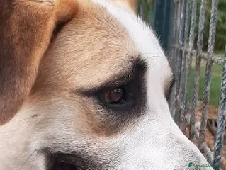 Meticcio cani LASSIE buona con tutti! - Annuncio 10