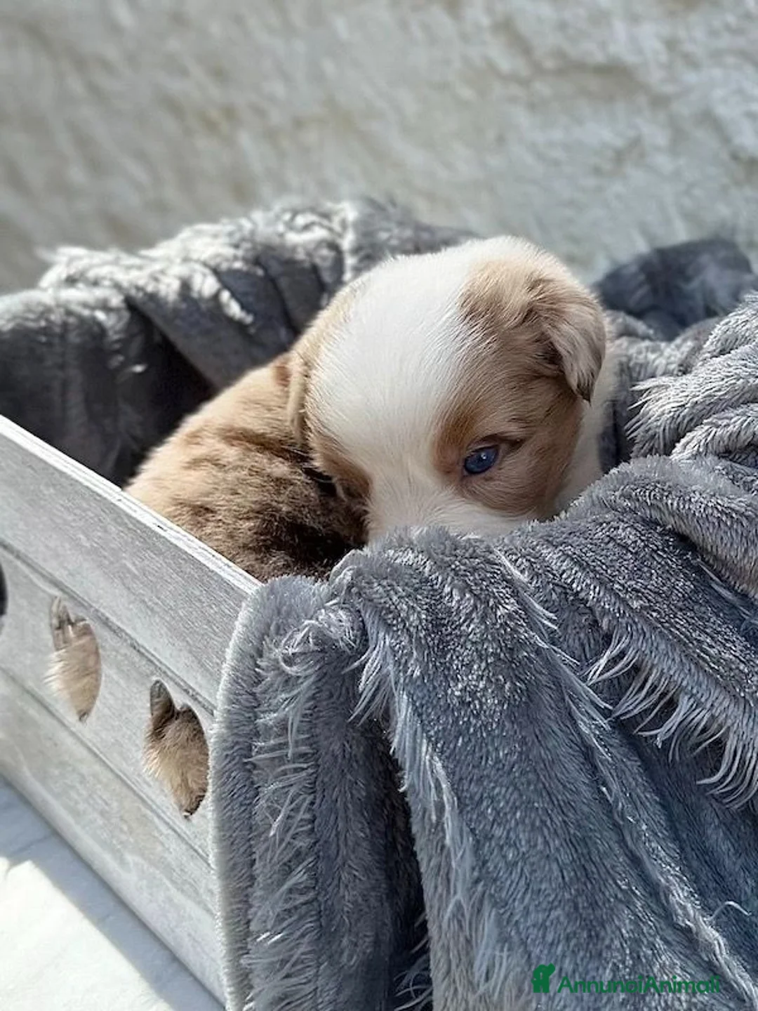 Australian Shepherd cani in vendita: Cuccioli Australian Shepherd / Pastore Australiano - Annuncio 14