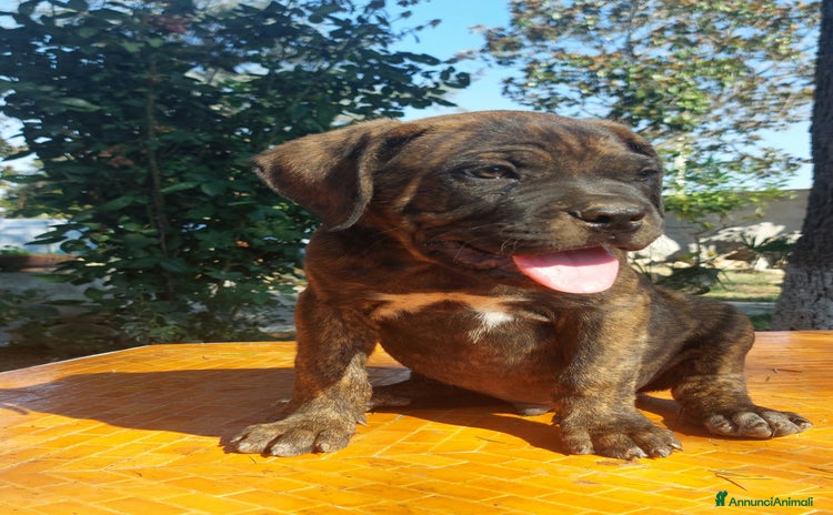 Cane Corso cani a Provincia di Latina - Annuncio 2