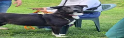 Meticcio cani in regalo: Windy, splendida ed equilibrata simil labrador - Annuncio 8