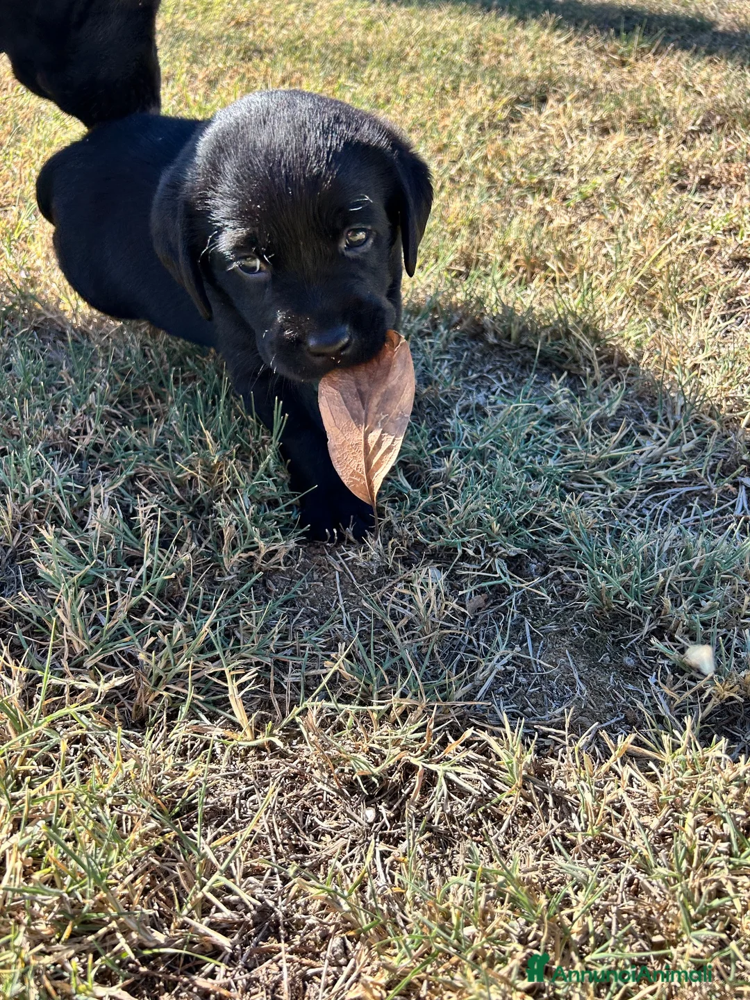 Labrador cani in vendita: Vendita Labrador  - Annuncio 8