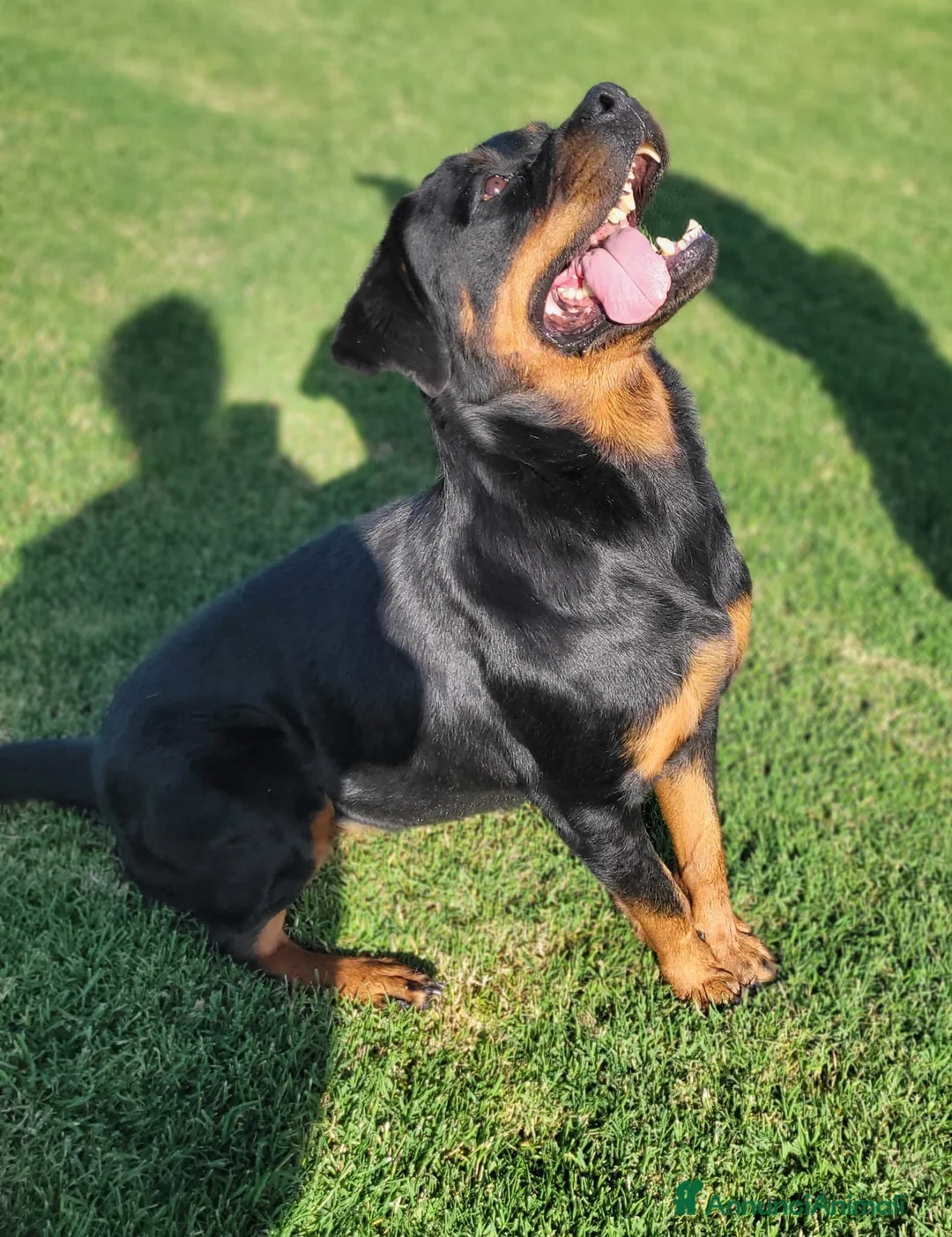 Rottweiler cani in regalo: Straordinaria Rottweiler di nome Beverly - Annuncio 5