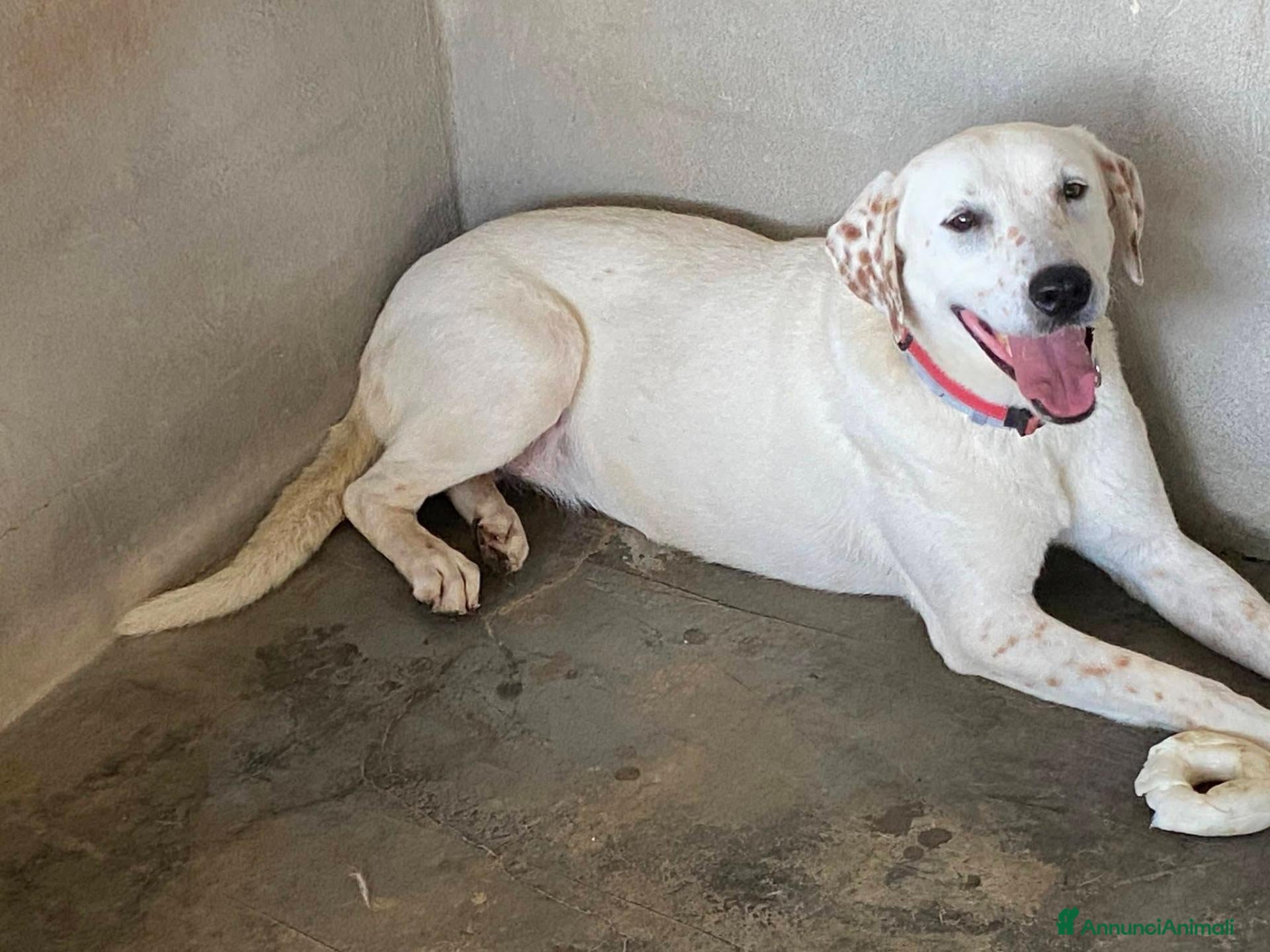 Meticcio cani in regalo: Lulù splendida cagnolina - Annuncio 2