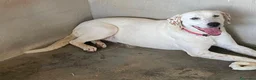 Meticcio cani in regalo: Lulù splendida cagnolina - Annuncio 1