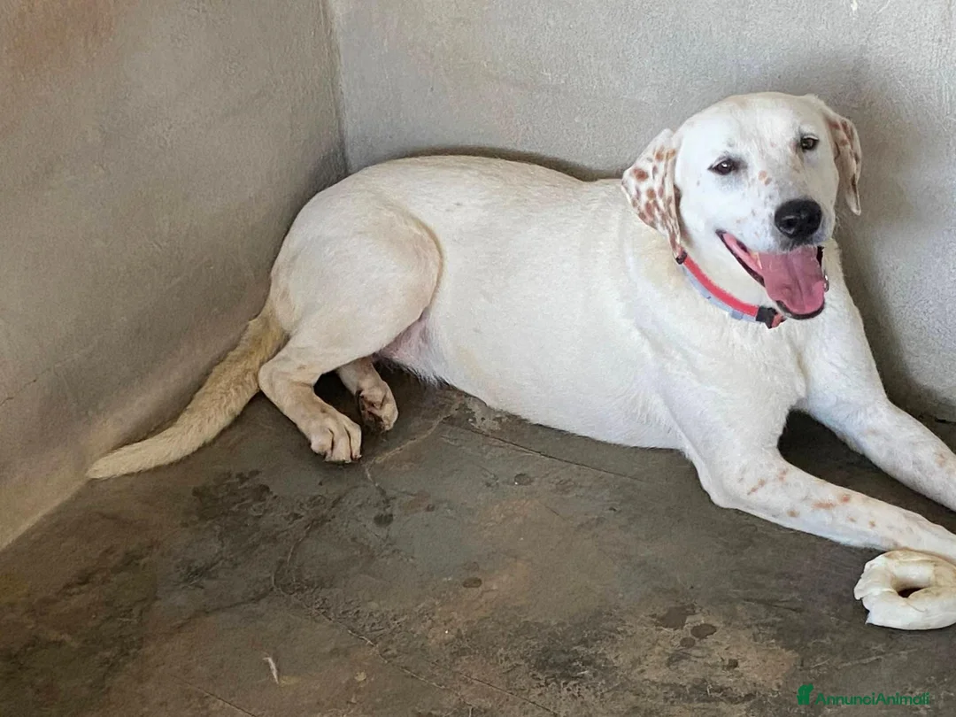 Meticcio cani in regalo: Lulù splendida cagnolina - Annuncio 1