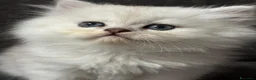 Persiano gatti in vendita: Gattini Cuccioli Persiano a Provincia di Monza e della Brianza - Annuncio 1