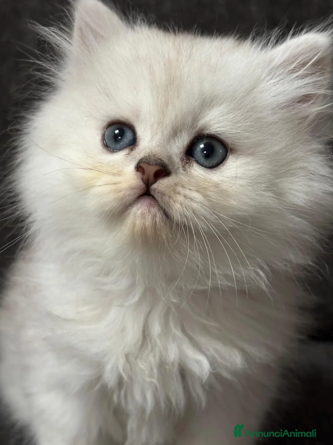 Persiano gatti in vendita: Gattini Cuccioli Persiano a Provincia di Monza e della Brianza - Annuncio 1