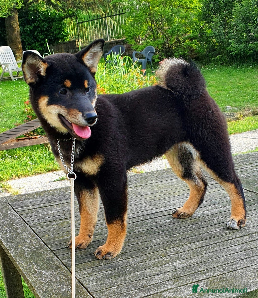 Shiba Inu cani in vendita: Shiba inu cuccioli  - Annuncio 8