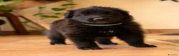 Pastore Belga cani in vendita: Cuccioli di pastore belga - Annuncio 10