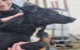 Meticcio cani in regalo: Luigi: timido, docile, socievole  a Città Metropolitana di Genova - Immagine 9