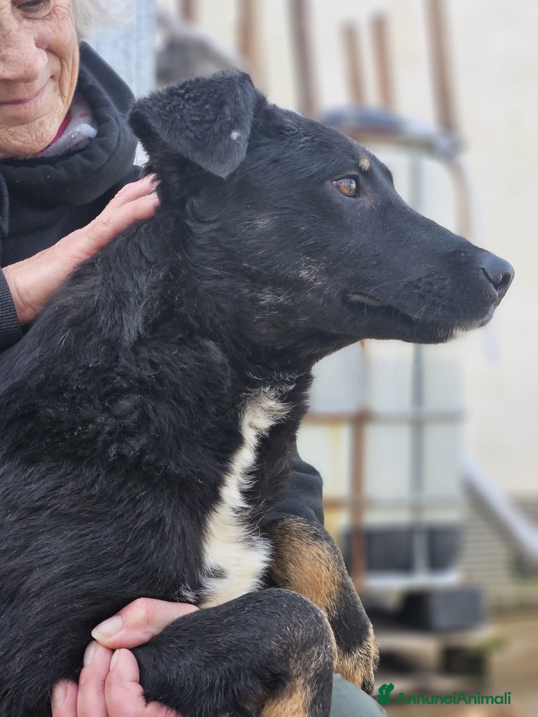 Meticcio cani in regalo: Luigi: timido, docile, socievole  a Città Metropolitana di Genova - Immagine 9