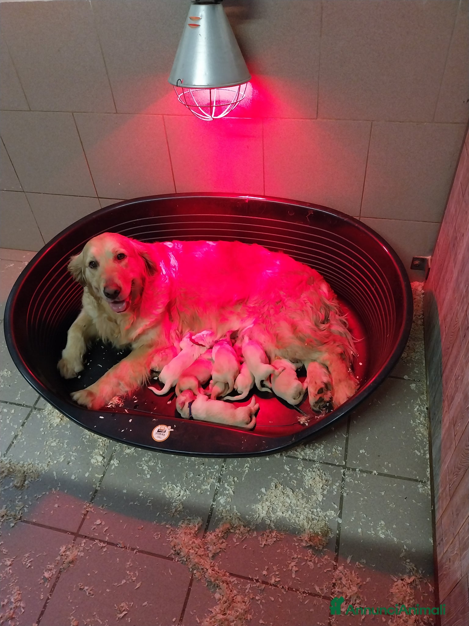 Golden Retriever cani Cuccioli di Golden Retriver linea Inglese - Annuncio 2