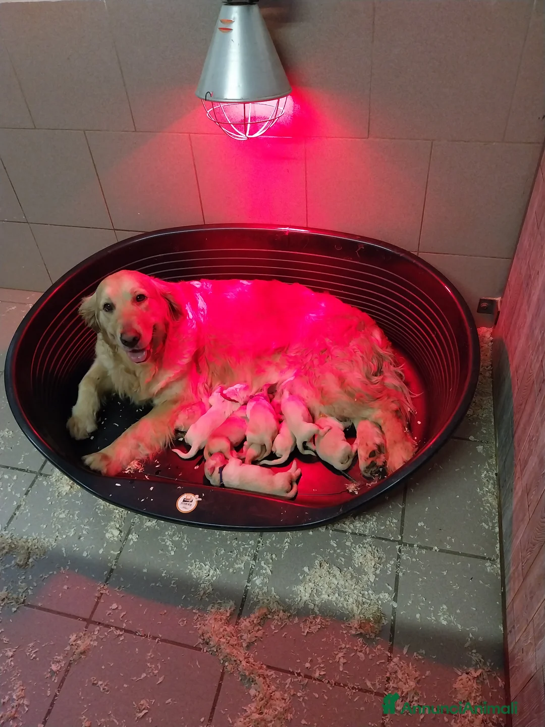 Golden Retriever cani in vendita: Cuccioli di Golden Retriver linea Inglese a Provincia di Pavia - Annuncio 1