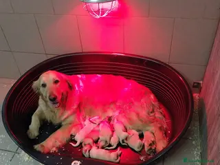Golden Retriever cani Cuccioli di Golden Retriver linea Inglese - Annuncio 36