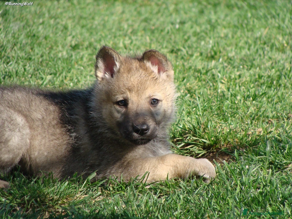 Lupo Cecoslovacco cani Cucciolo Femmina Cane LupoCECOSLOVACCO-Runningwolf - Annuncio 1