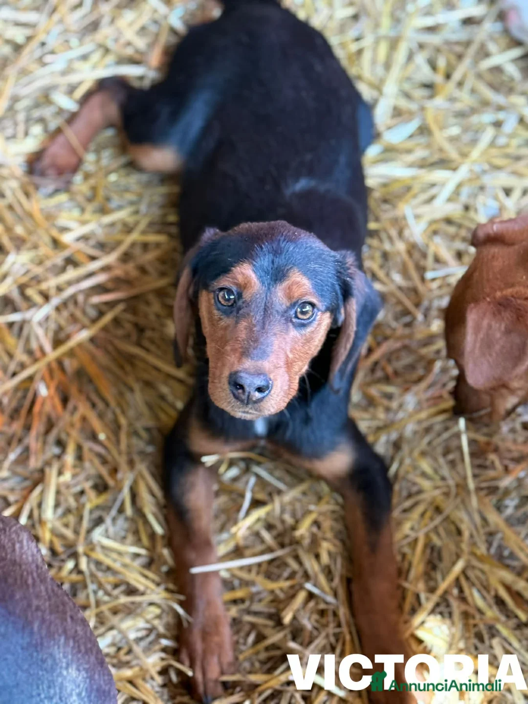 Meticcio cani in regalo: VICTORIA, la cucciola più dolce del mondo! - Annuncio 2