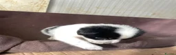 Meticcio cani in regalo: KINDER DUPLO MENTINA E NOCCIOLINA a Città metropolitana di Roma Capitale - Annuncio 4