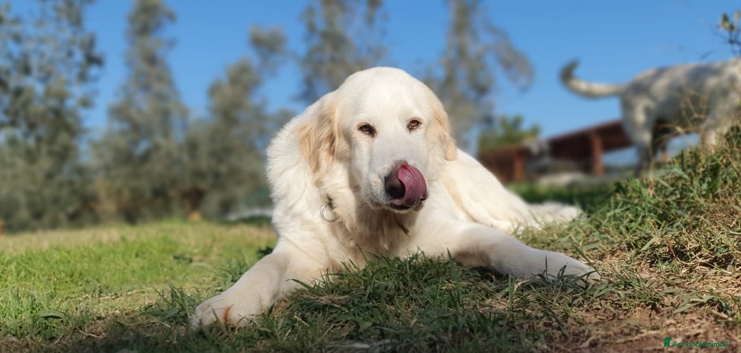 Pastore Maremmano cani in regalo: Thor fiero e maestoso maremmano a Città metropolitana di Roma Capitale - Immagine 3