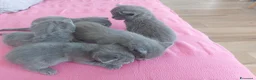 Certosino gatti in vendita: Cuccioli certosini - Annuncio 3
