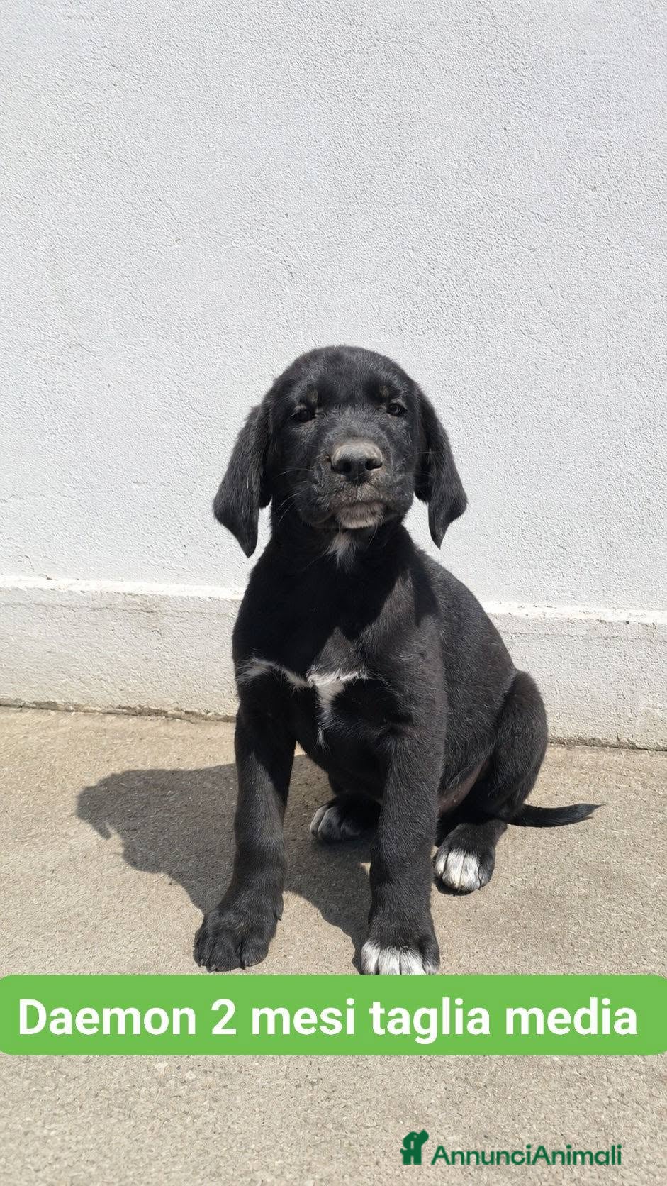 Meticcio cani Daemon - Annuncio 6