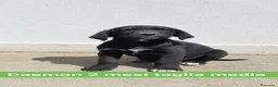 Meticcio cani in regalo: Daemon - Annuncio 1