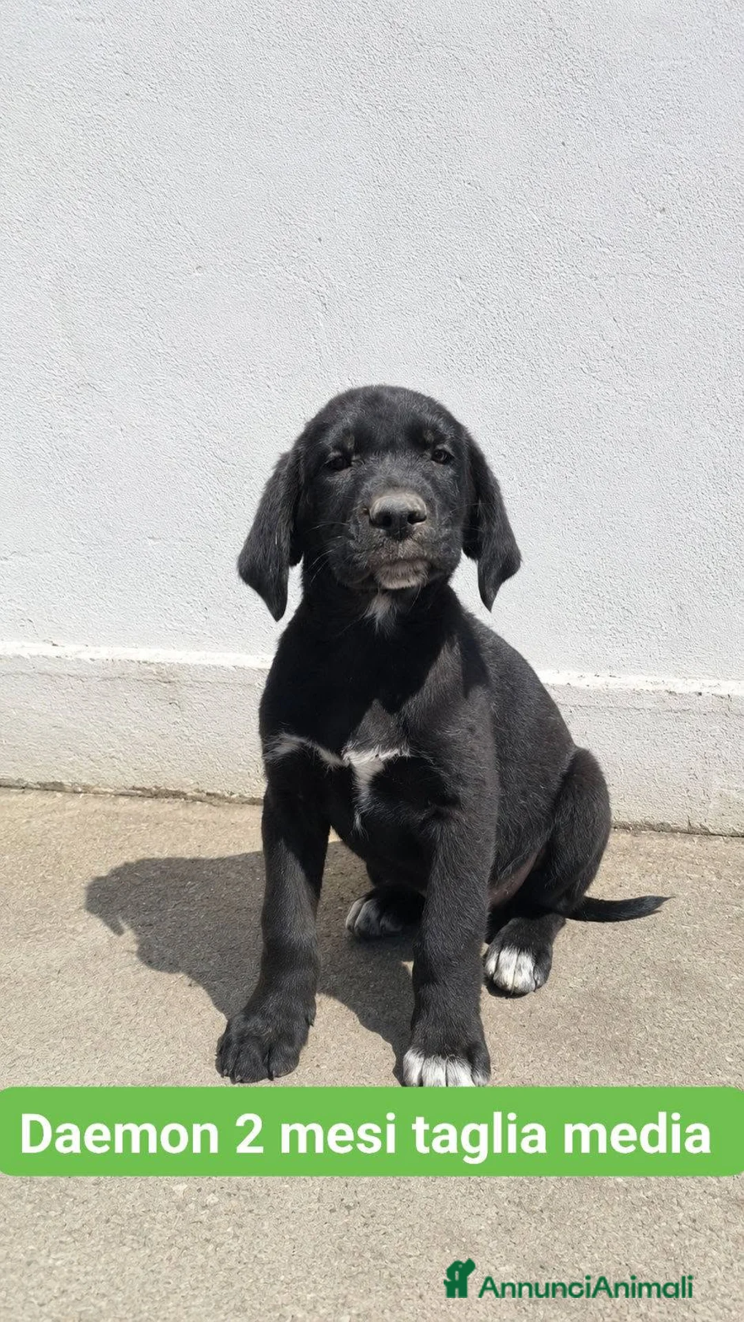 Meticcio cani in regalo: Daemon - Annuncio 1