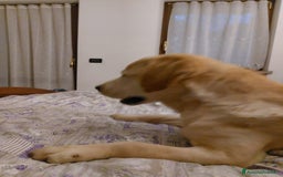 Labrador cani in vendita: Labrador chocolate  neri e miele  a Province of Verona - Immagine 8